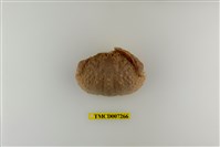 藏品(肝葉饅頭蟹)的圖片